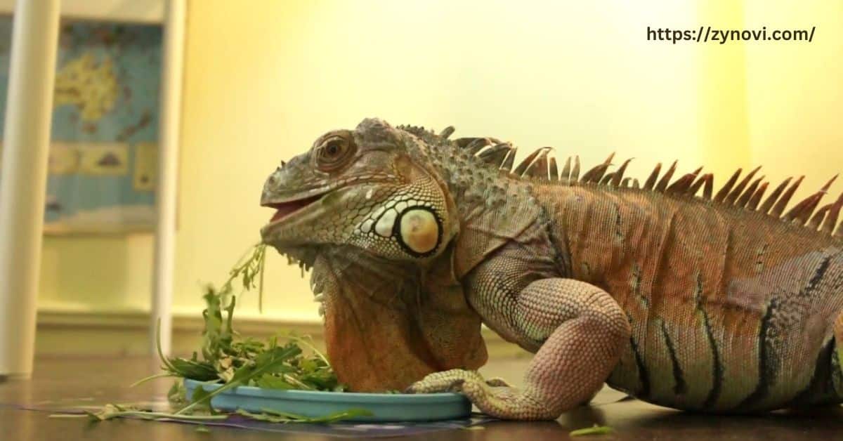 are iguana bites dangerous