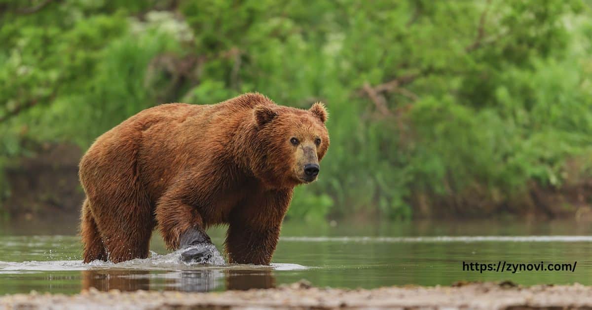 are polar bears more dangerous than grizzly bears