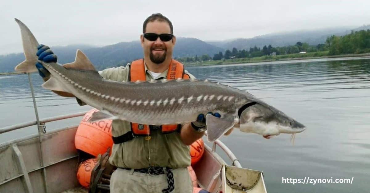 are sturgeon fish dangerous