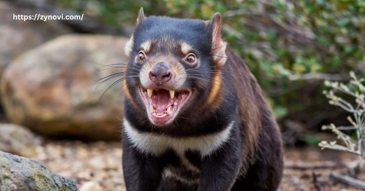 are tasmanian devils dangerous