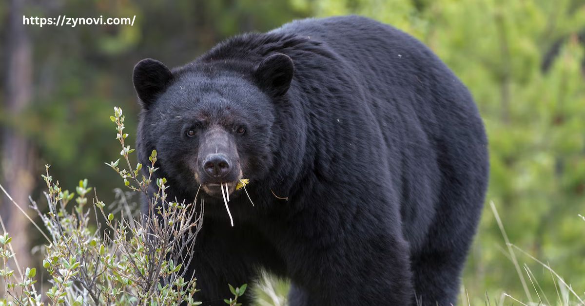 black bears and humans