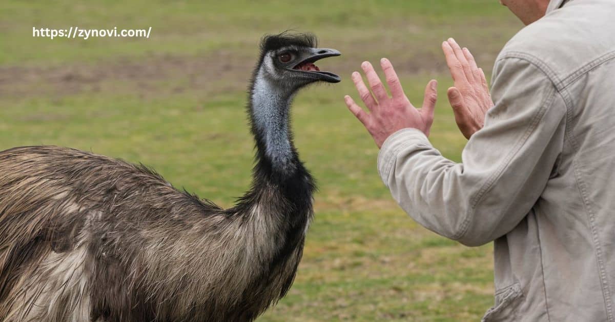 can an emu kill you