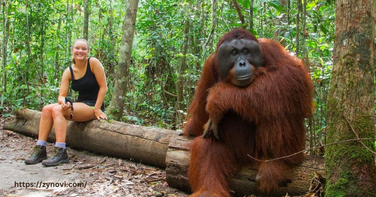 can orangutans kill you