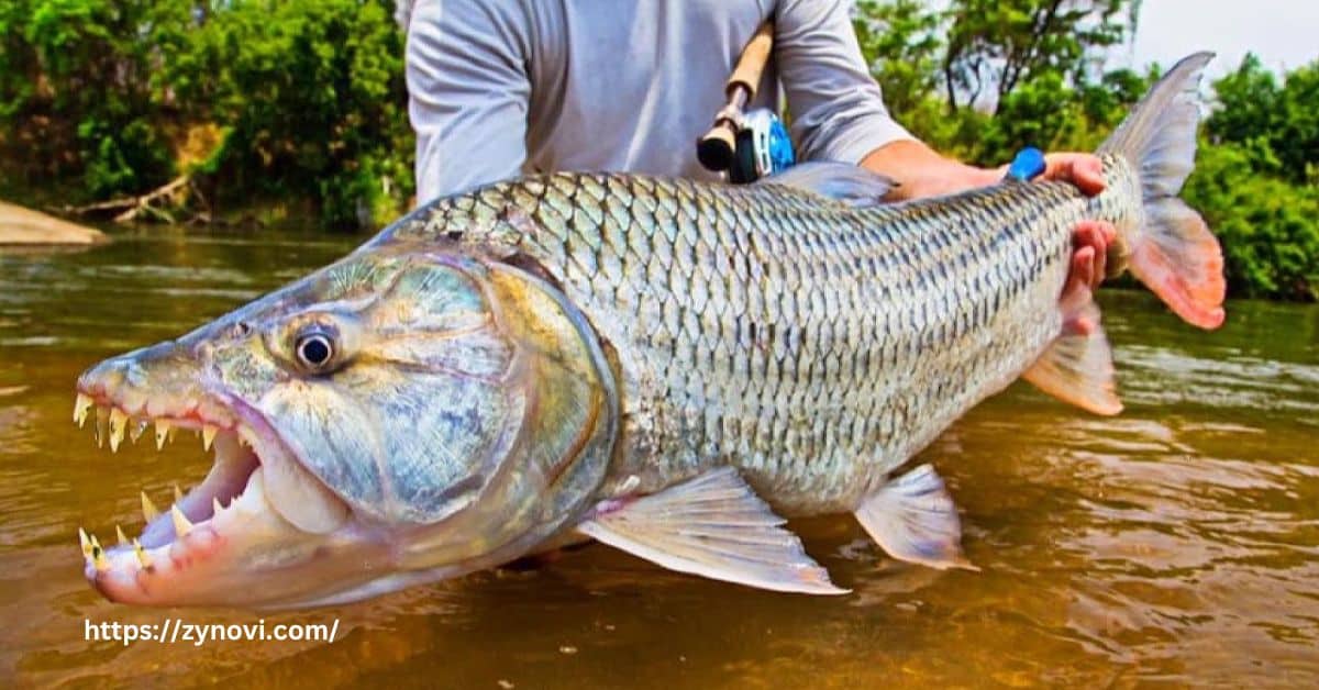 goliath tigerfish bite wound