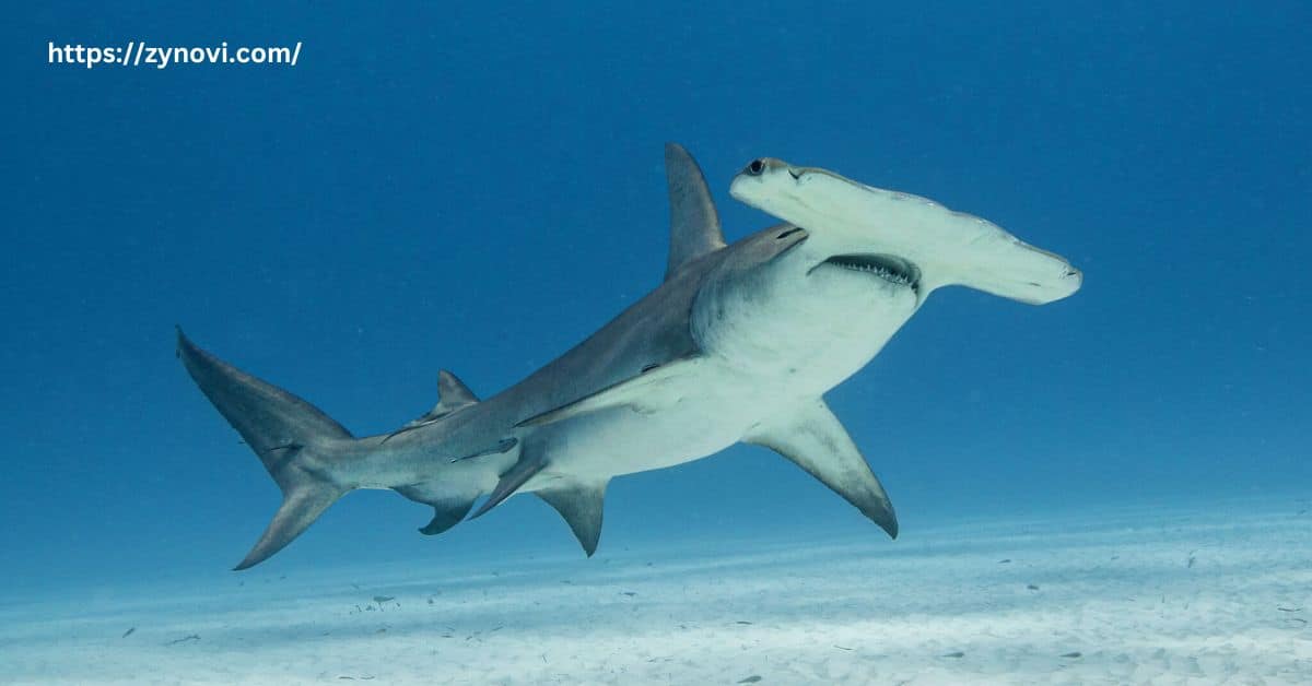 hammerhead attacks