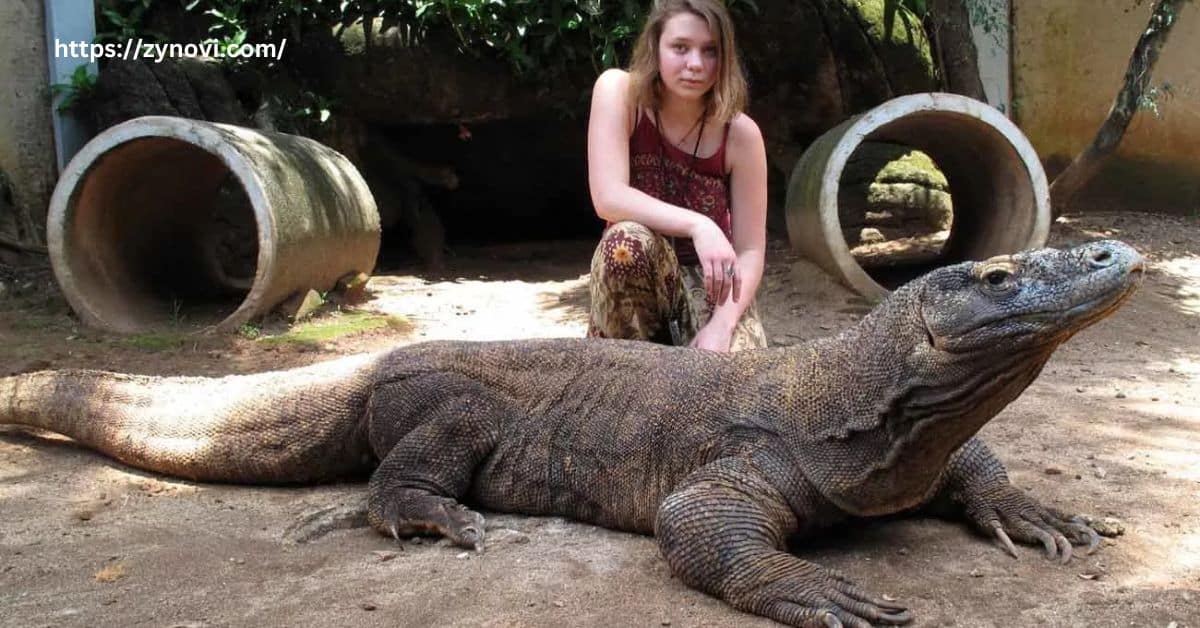 Do Komodo Dragons Attack Humans?