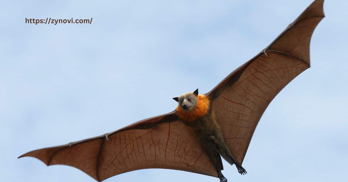 Are bats aggressive to humans?