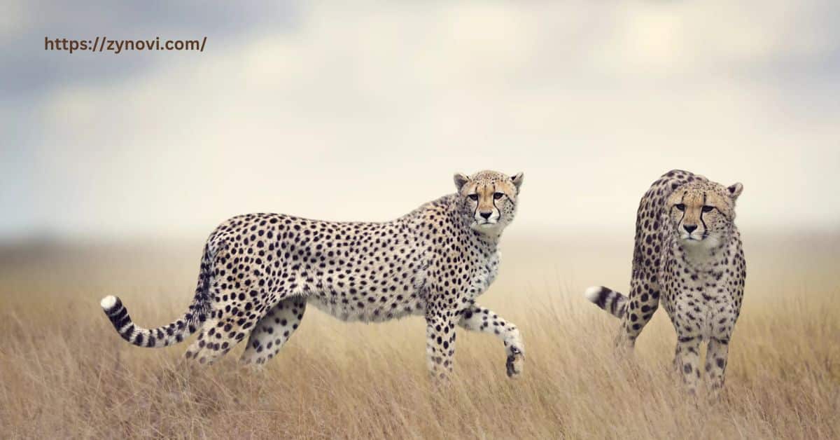 Are cheetahs aggressive to humans?