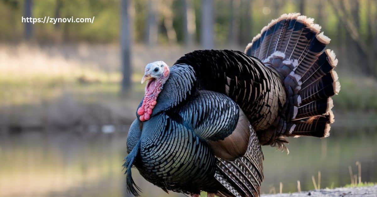 Are turkeys aggressive towards humans?