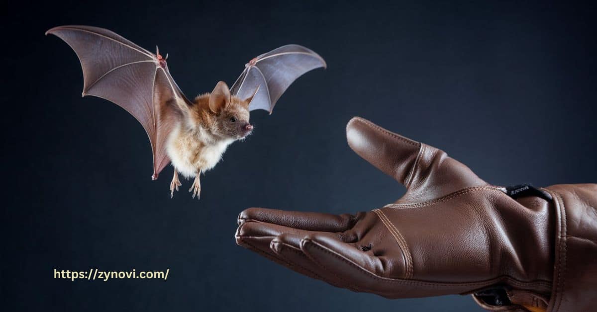 Do Bats Attack Humans?