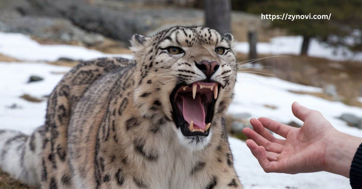 Do Snow Leopards Attack Humans