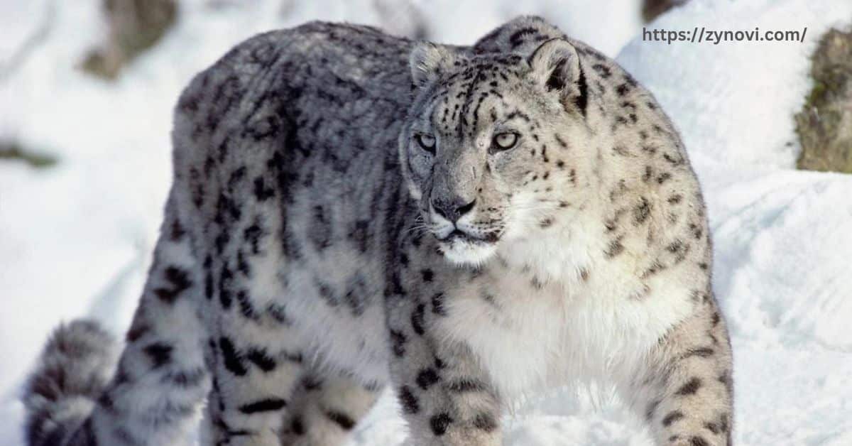 Has anyone been attacked by a snow leopard?